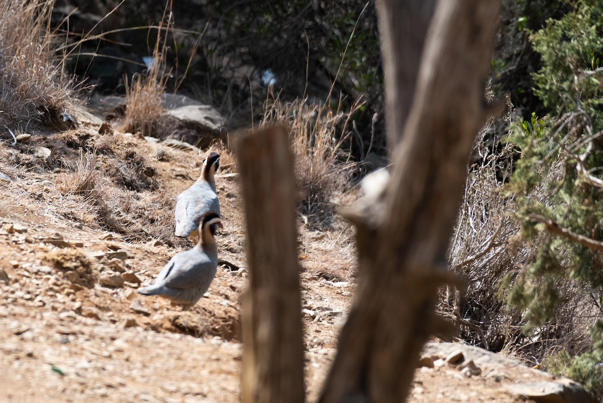 Arabian Partridge - ML356485691