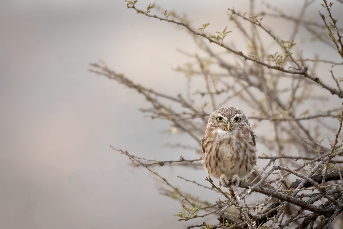 Little Owl - ML356485701