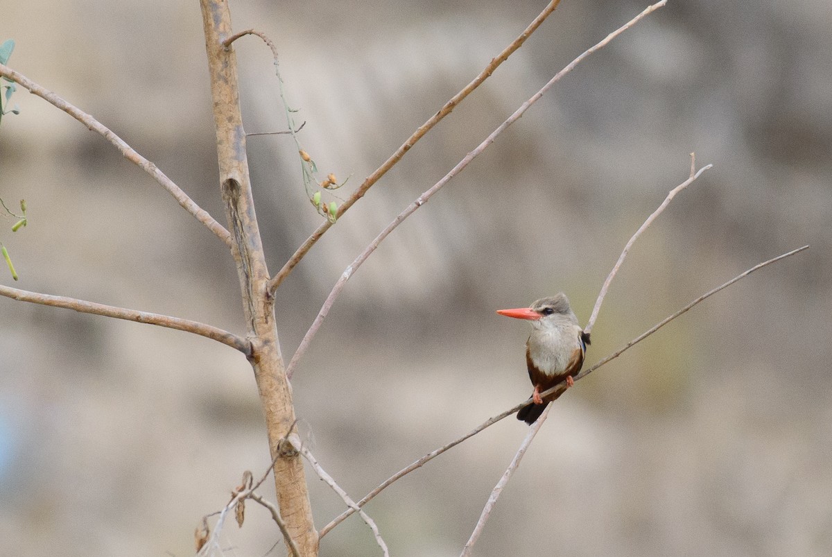 Gray-headed Kingfisher - Nick's  Eye View