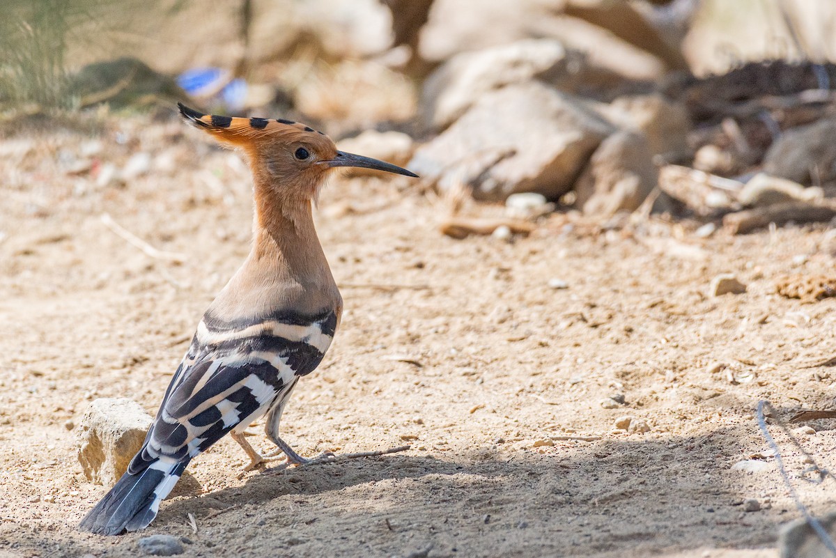 Common Hoopoe - ML356485871