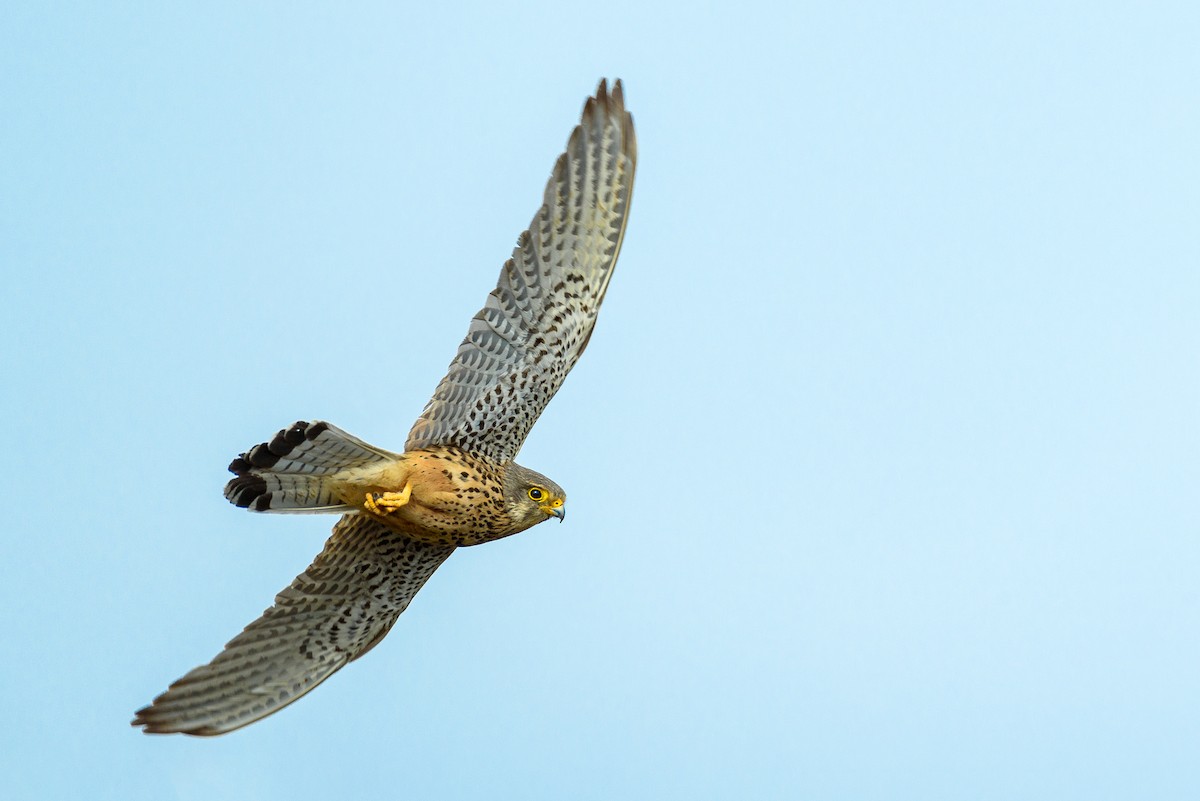 Eurasian Kestrel - ML356485901