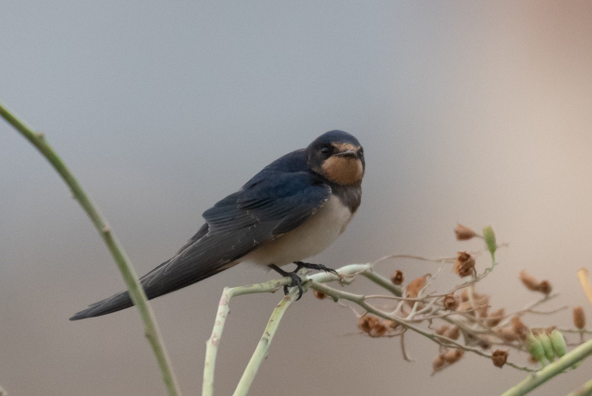 Barn Swallow - ML356485921