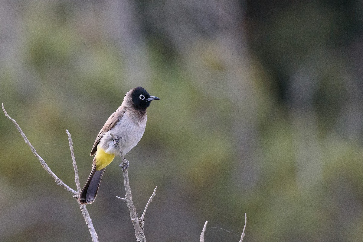 White-spectacled Bulbul - ML356485951