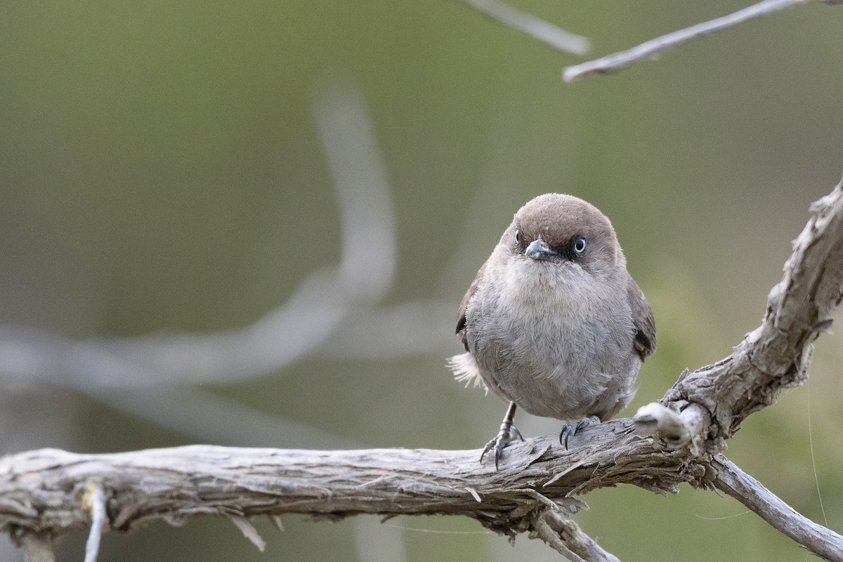Yemen Warbler - ML356485971