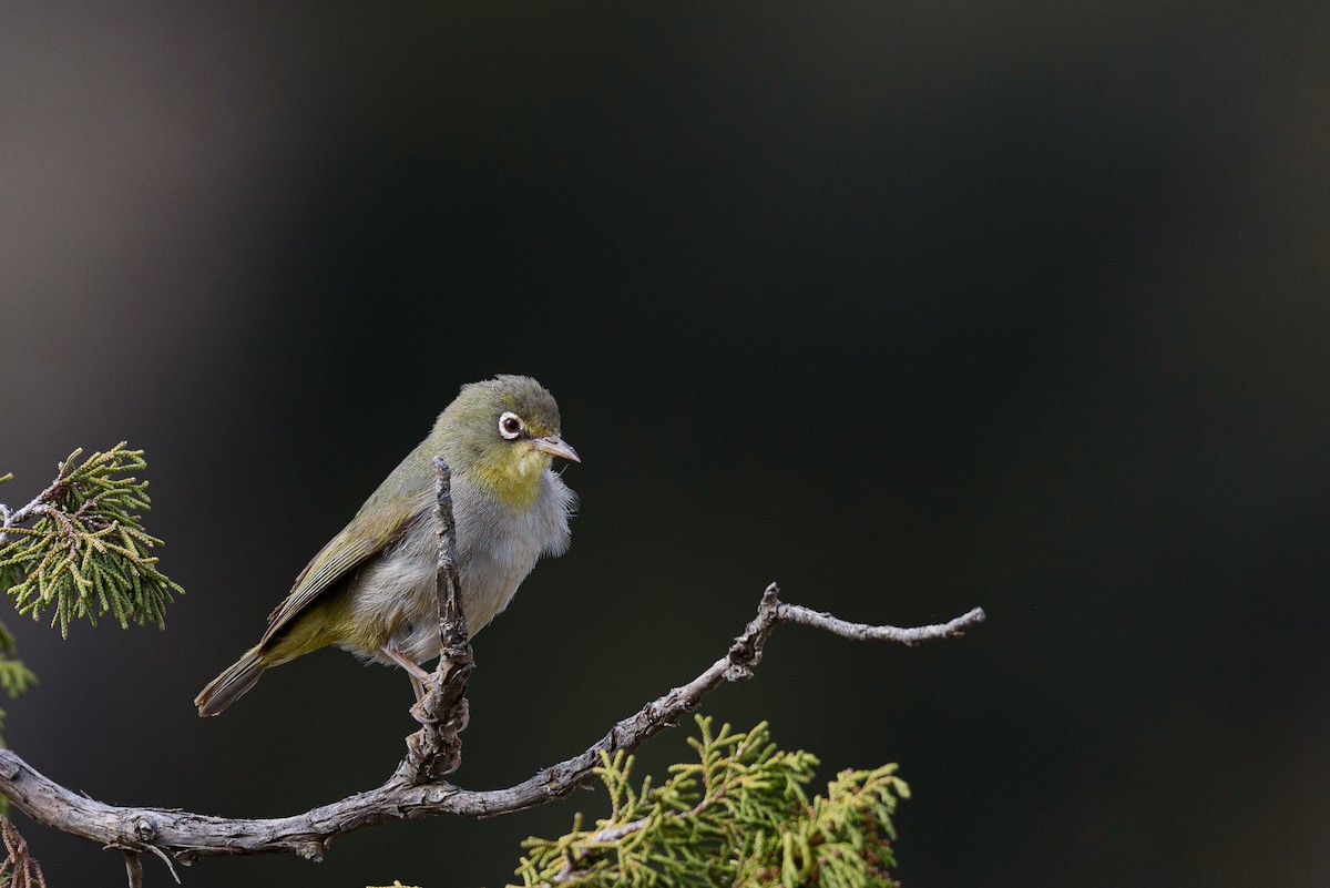 Abyssinian White-eye - ML356486001