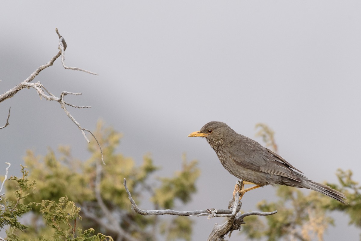 Yemen Thrush - ML356486081