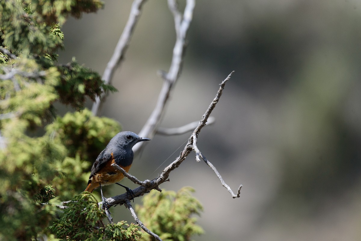 Little Rock-Thrush - Nick's  Eye View