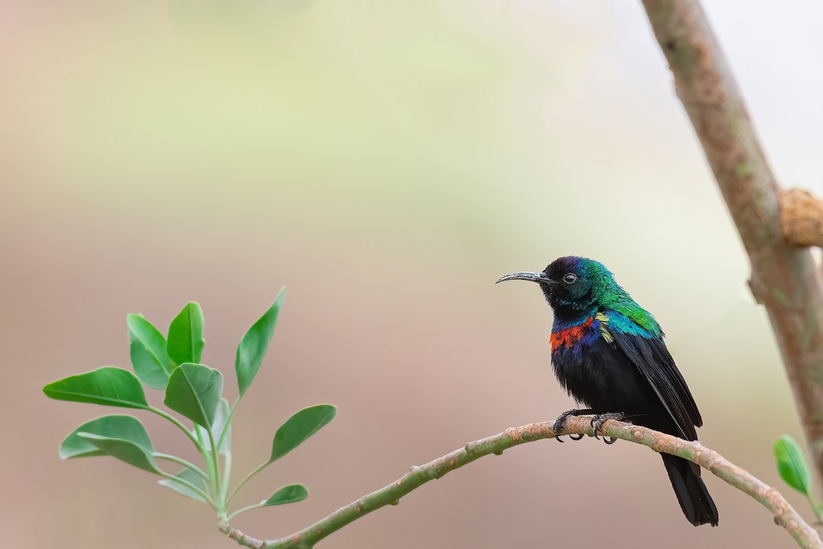 Arabian Sunbird - ML356486121