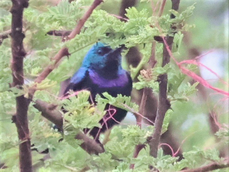 Violet-breasted Sunbird - ML356488661