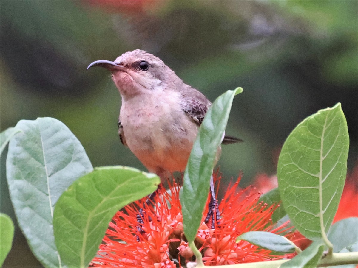 Violet-breasted Sunbird - ML356488751