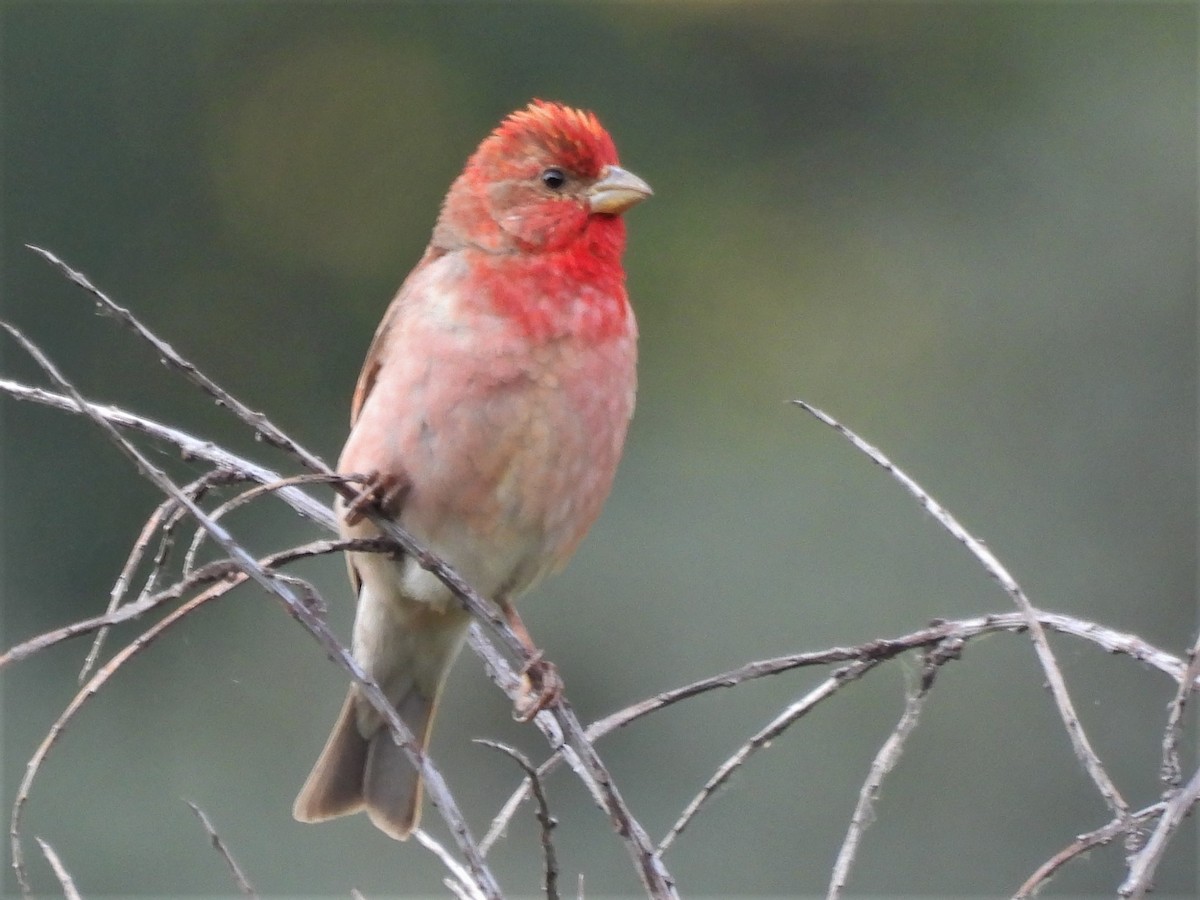 Common Rosefinch - ML356488861