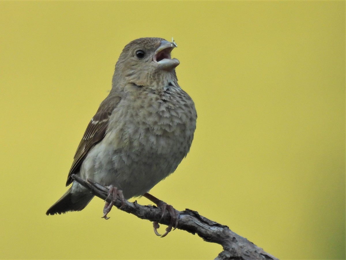 Common Rosefinch - Stephen Taylor