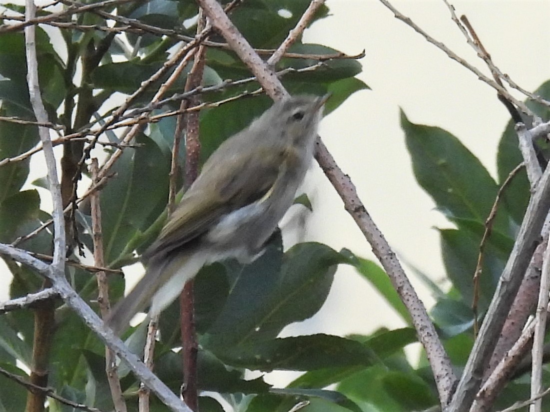 Mosquitero sp. - ML356488911