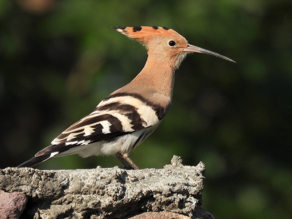 Eurasian Hoopoe (Eurasian) - ML356489041