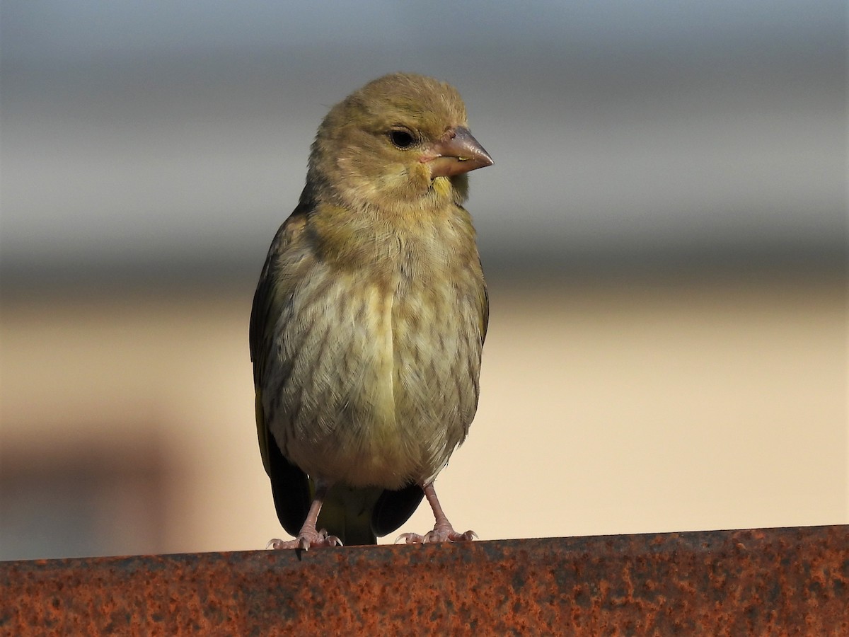 European Greenfinch - ML356489061