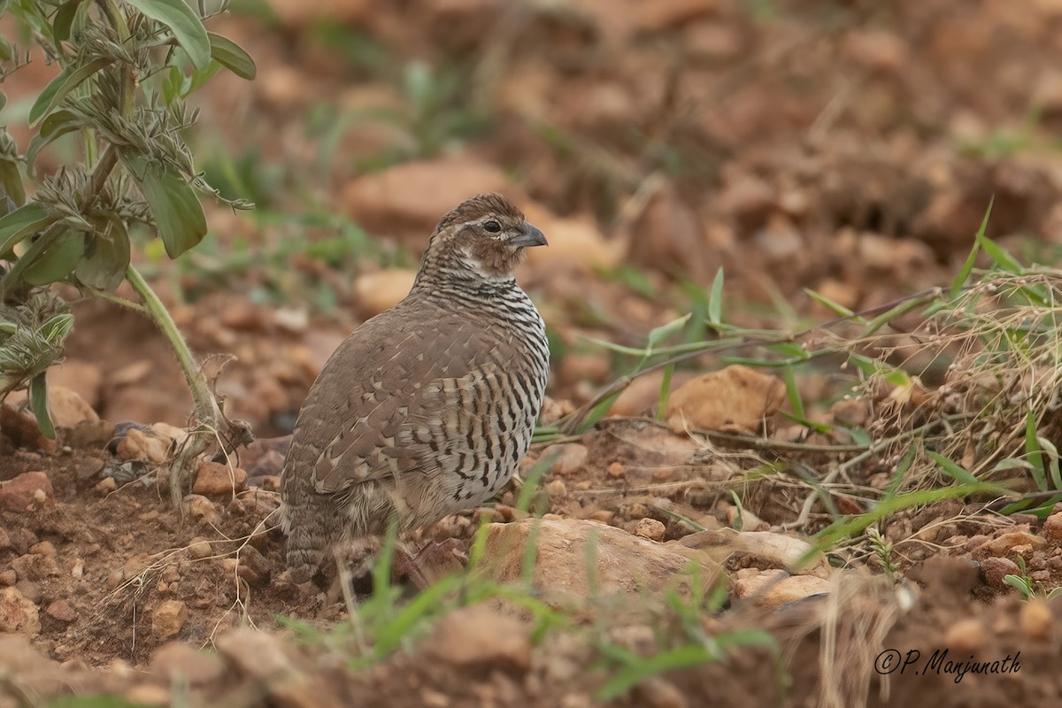 Rock Bush-Quail - ML356489101