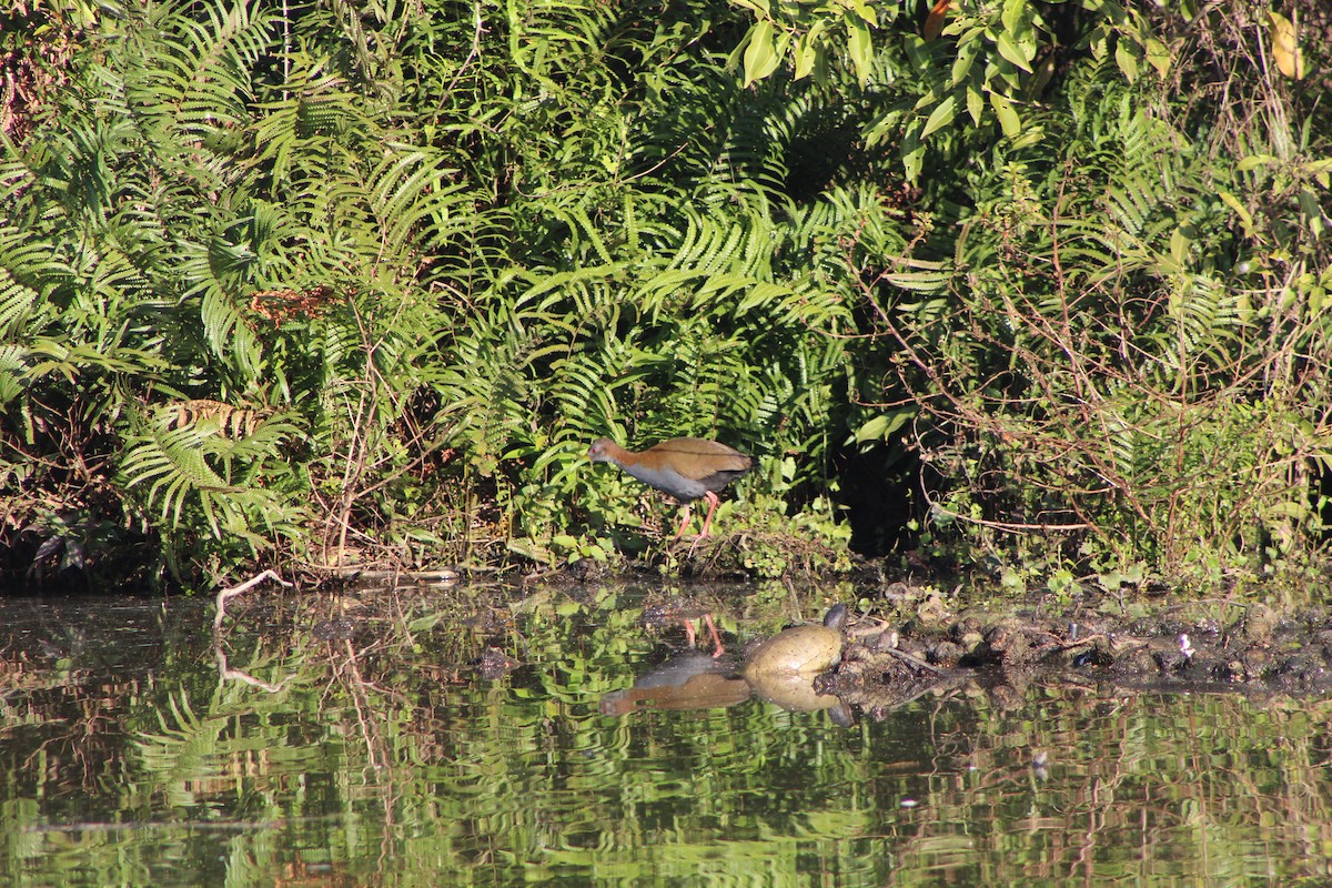 Slaty-breasted Wood-Rail - ML356490571