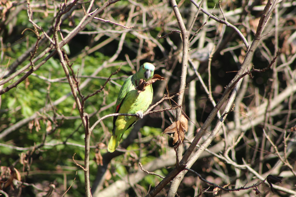 Turquoise-fronted Parrot - ML356490921