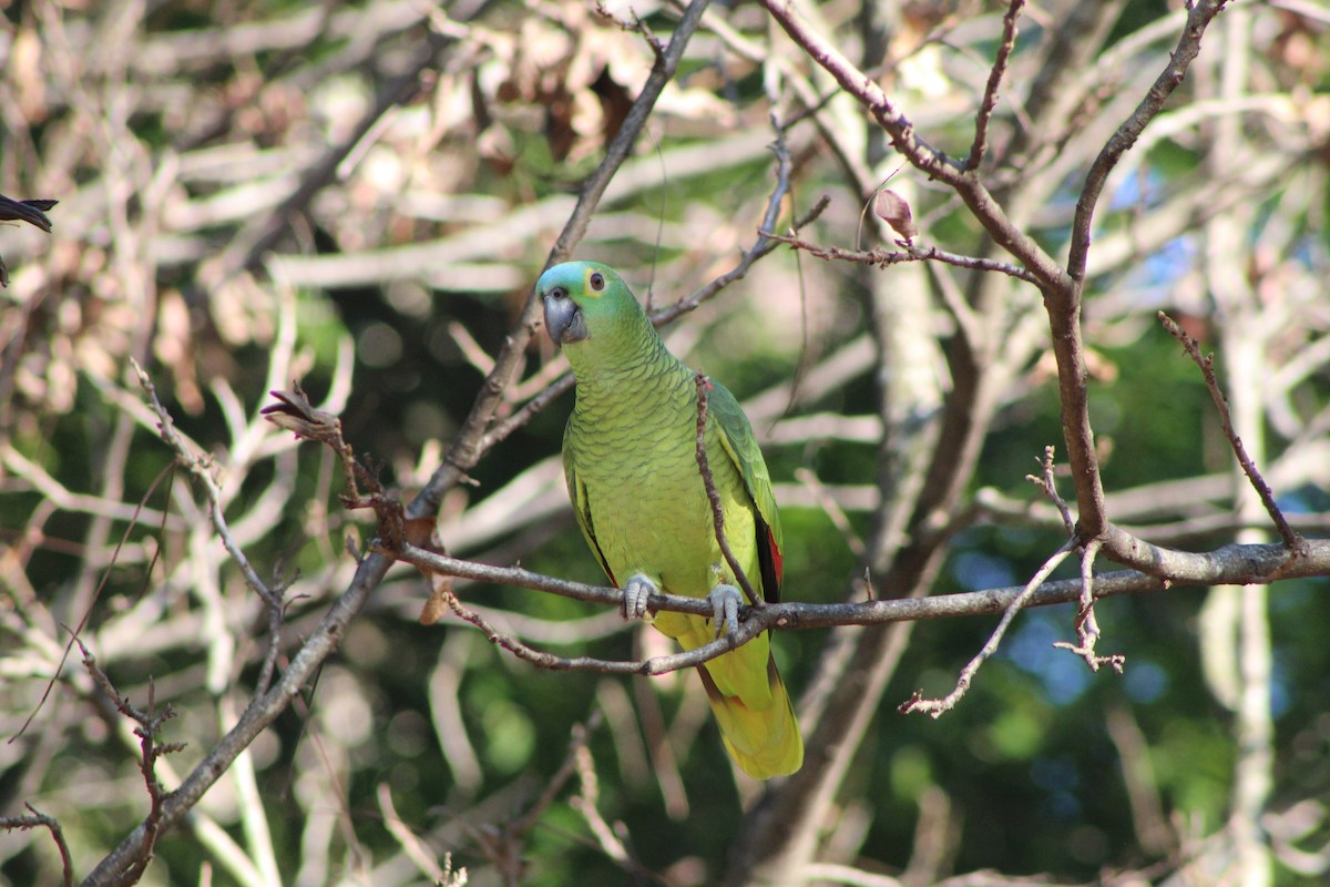 Turquoise-fronted Parrot - ML356490931