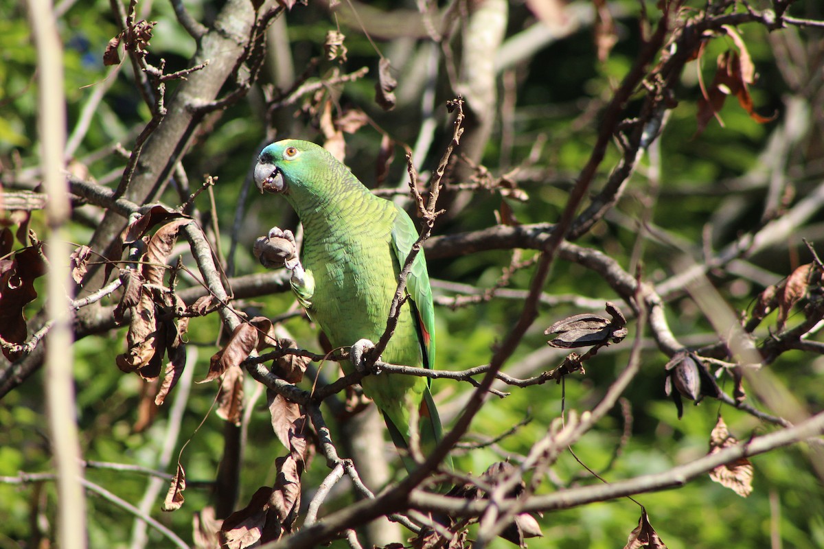 Turquoise-fronted Parrot - ML356491021