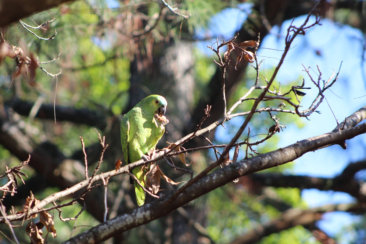 Turquoise-fronted Parrot - ML356491051