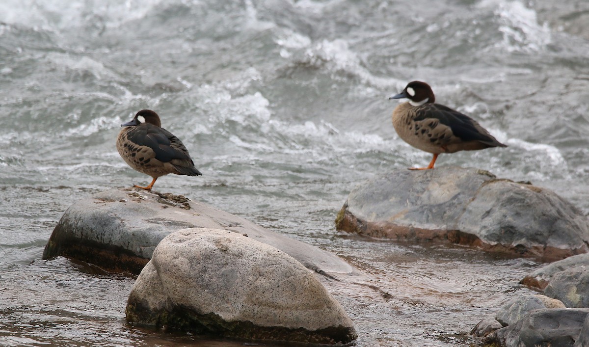 Spectacled Duck - ML356491081