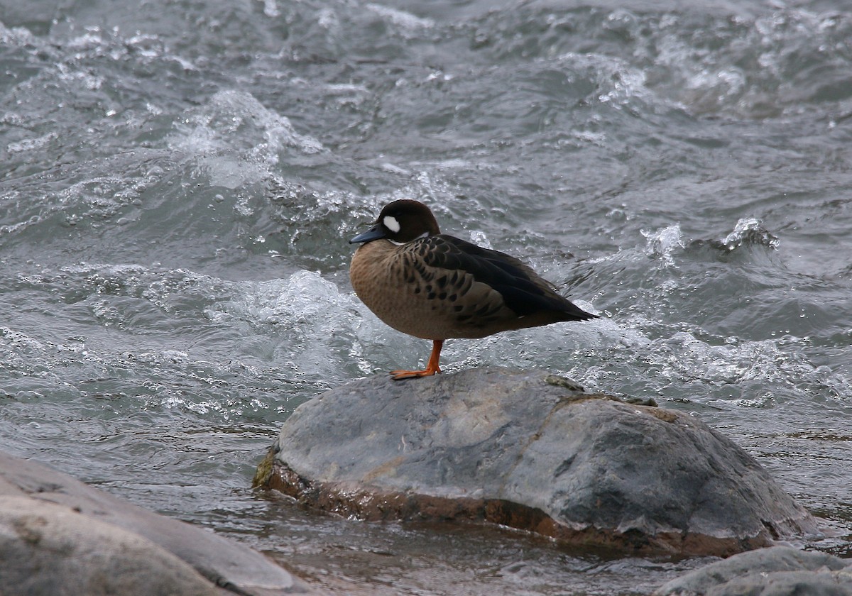 Spectacled Duck - Juan González Mejias