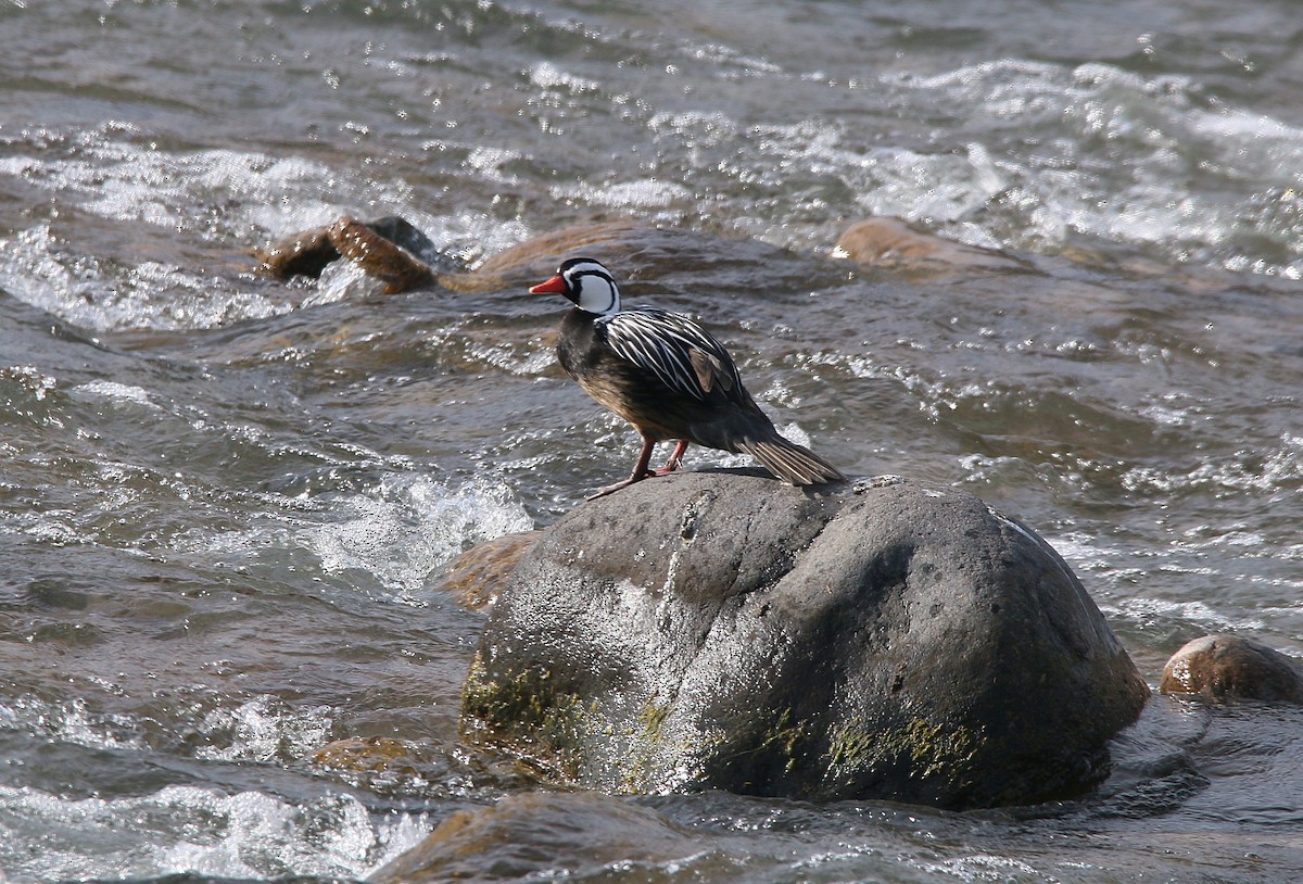 Torrent Duck - ML356491211