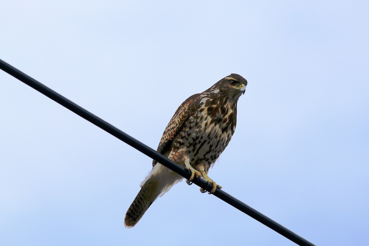 Harris's Hawk - ML356491321