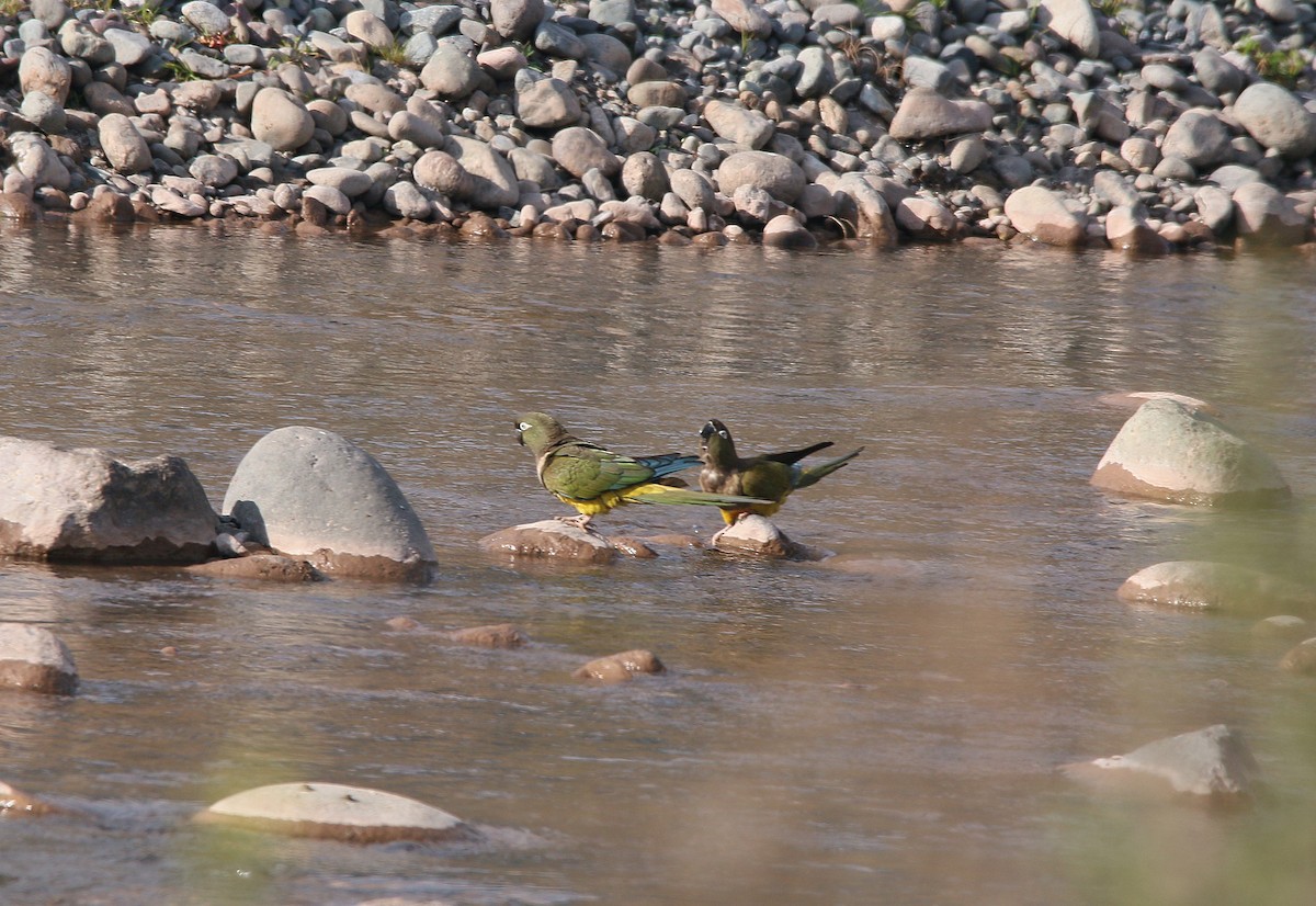 Burrowing Parakeet - ML356491361