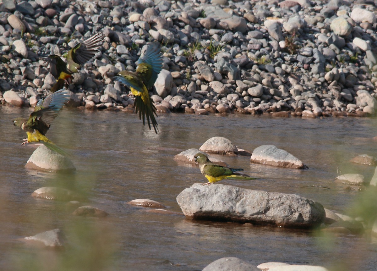 Burrowing Parakeet - ML356491381