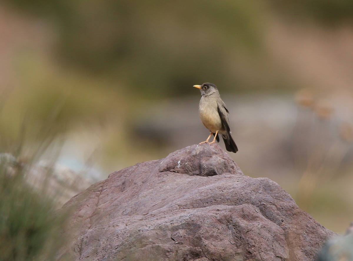 Austral Thrush - ML356491391