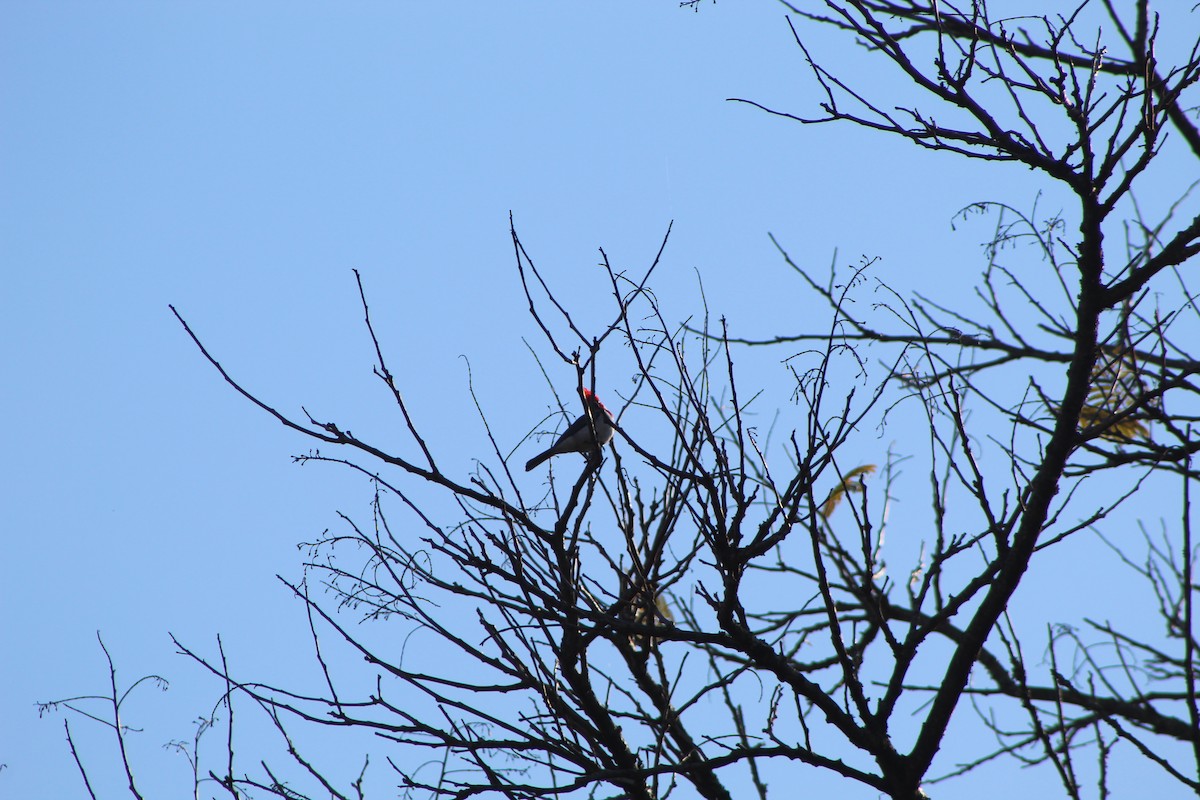 Red-crested Cardinal - ML356491511