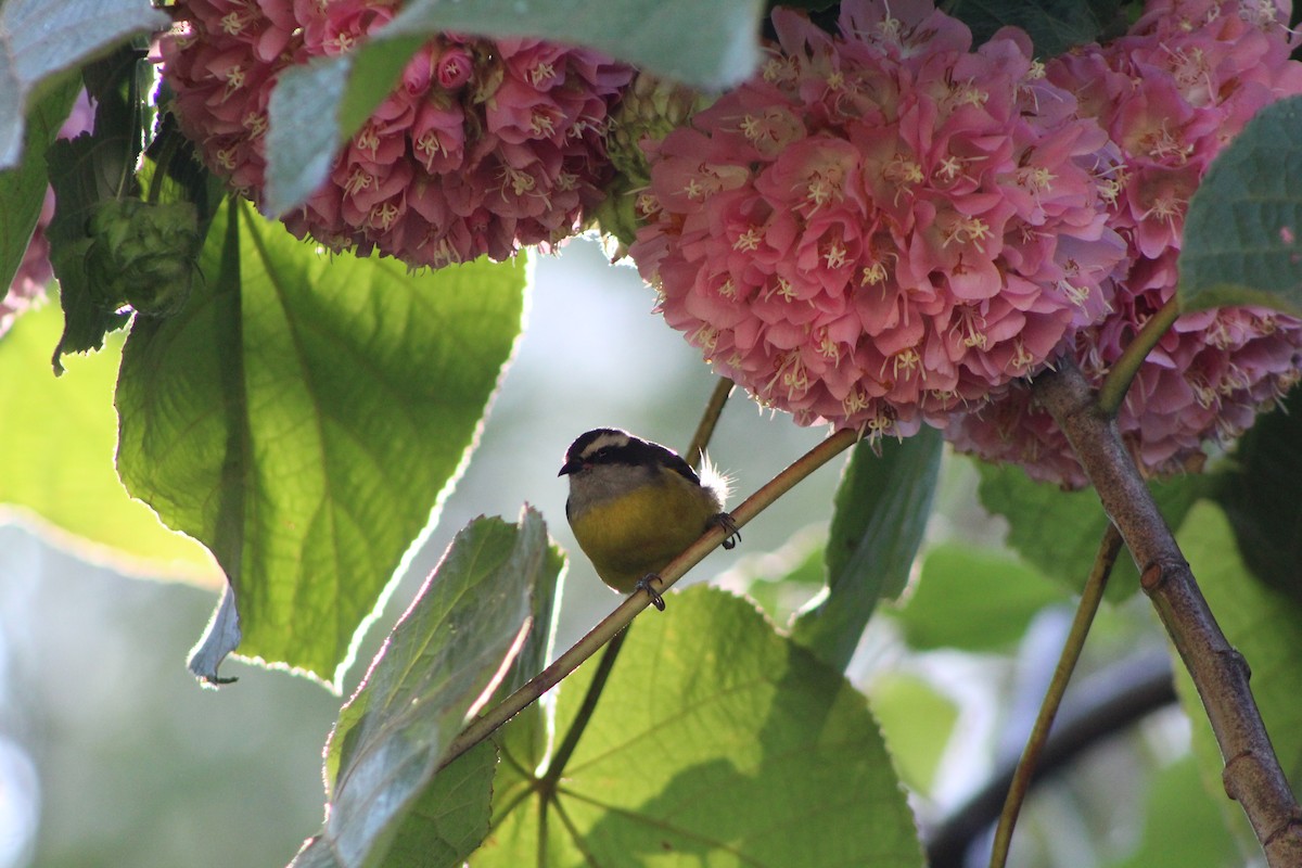 Bananaquit - ML356491551