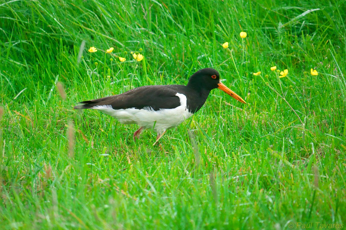 Eurasian Oystercatcher - ML35649331