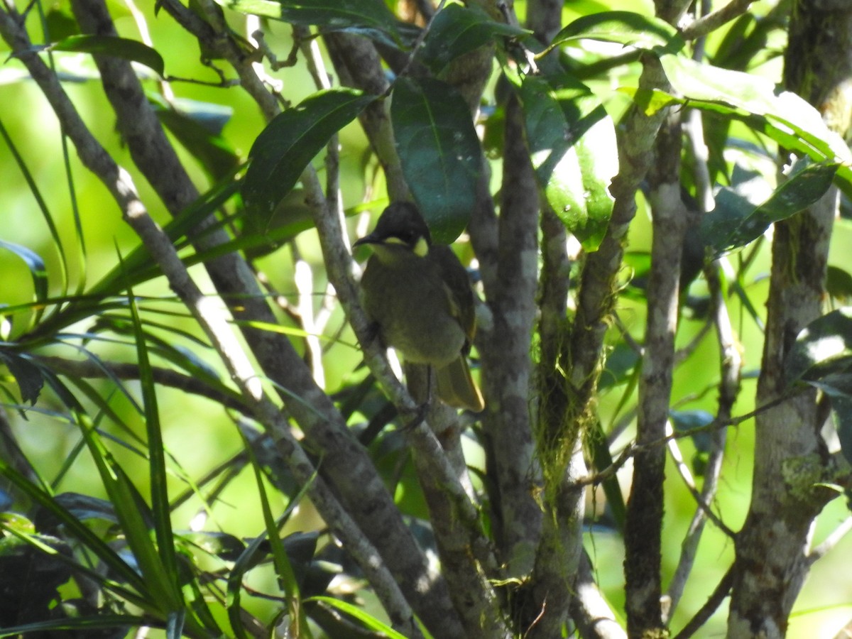 Lewin's Honeyeater - Brett Logan