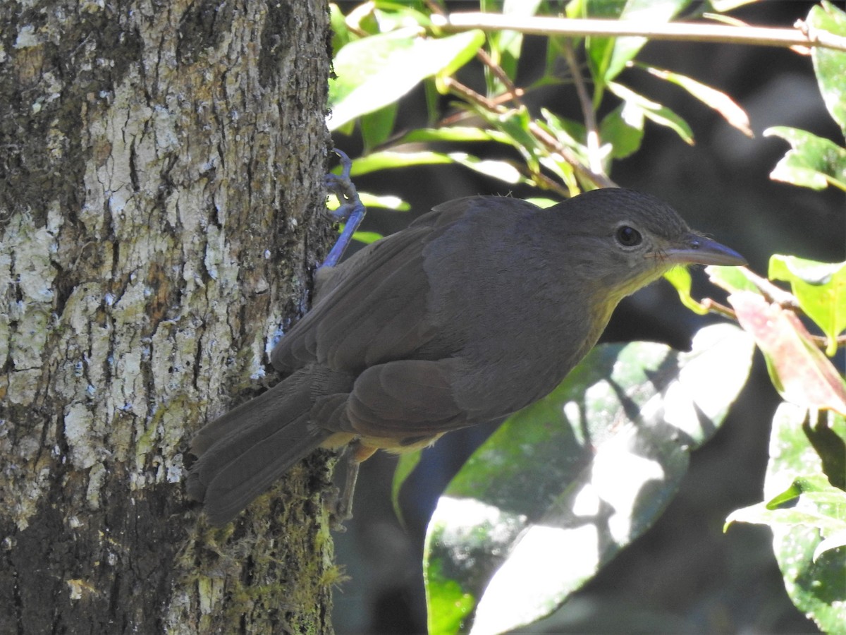 Bower's Shrikethrush - ML356495001