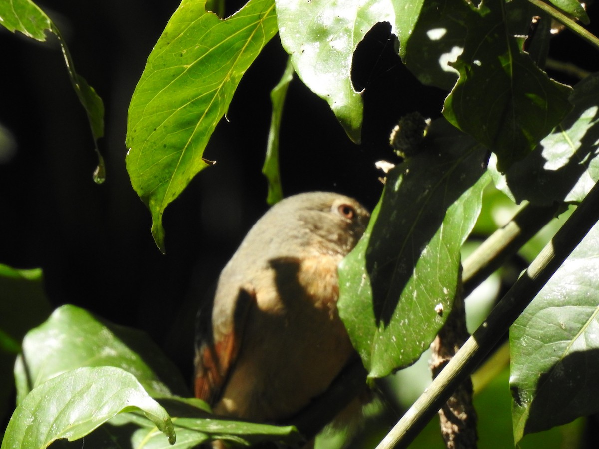 Bower's Shrikethrush - Brett Logan