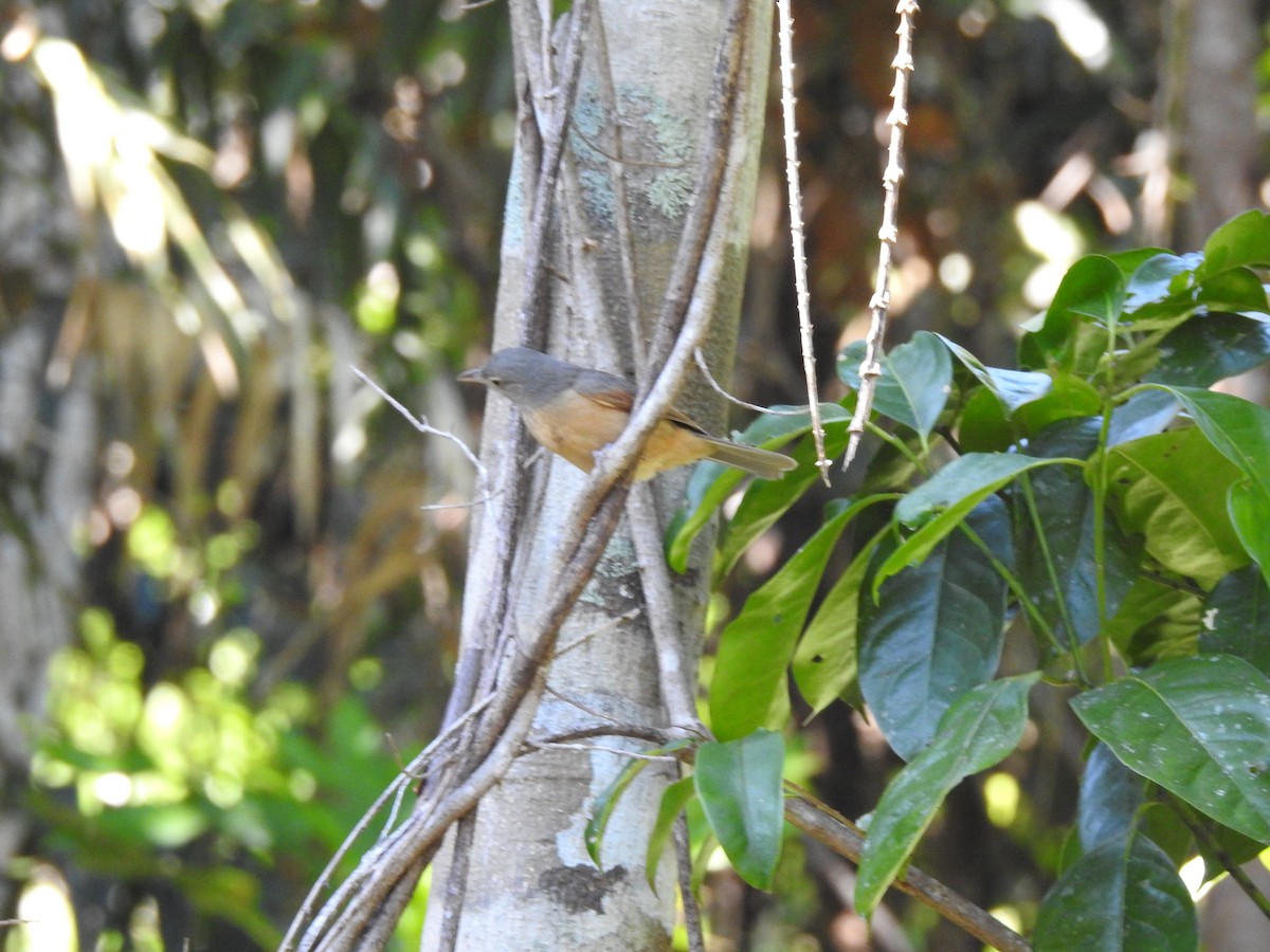 Bower's Shrikethrush - Brett Logan