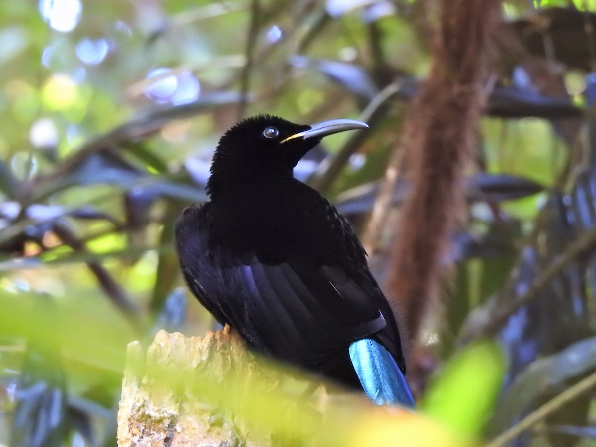 Victoria's Riflebird - Brett Logan