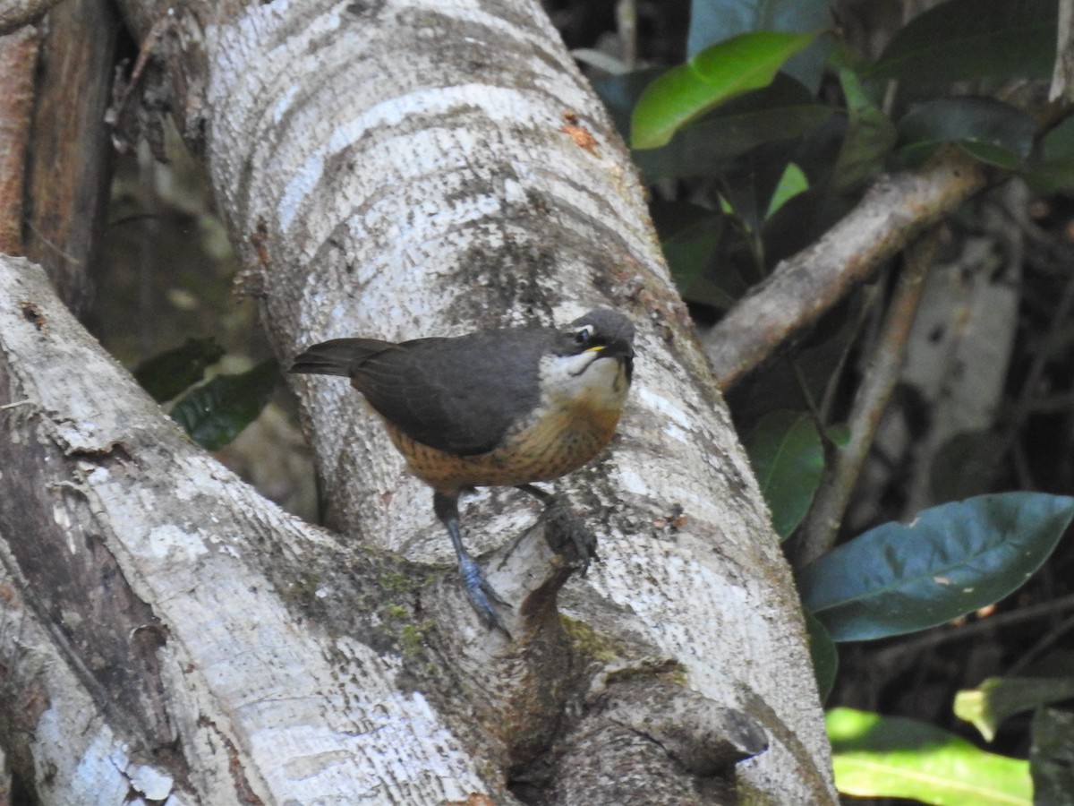 Victoria's Riflebird - Brett Logan