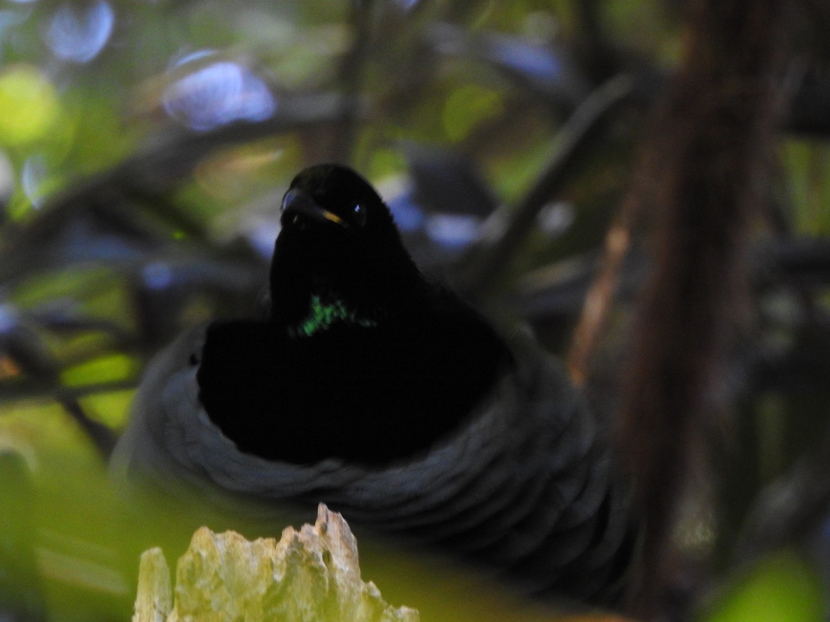 Victoria's Riflebird - ML356495161