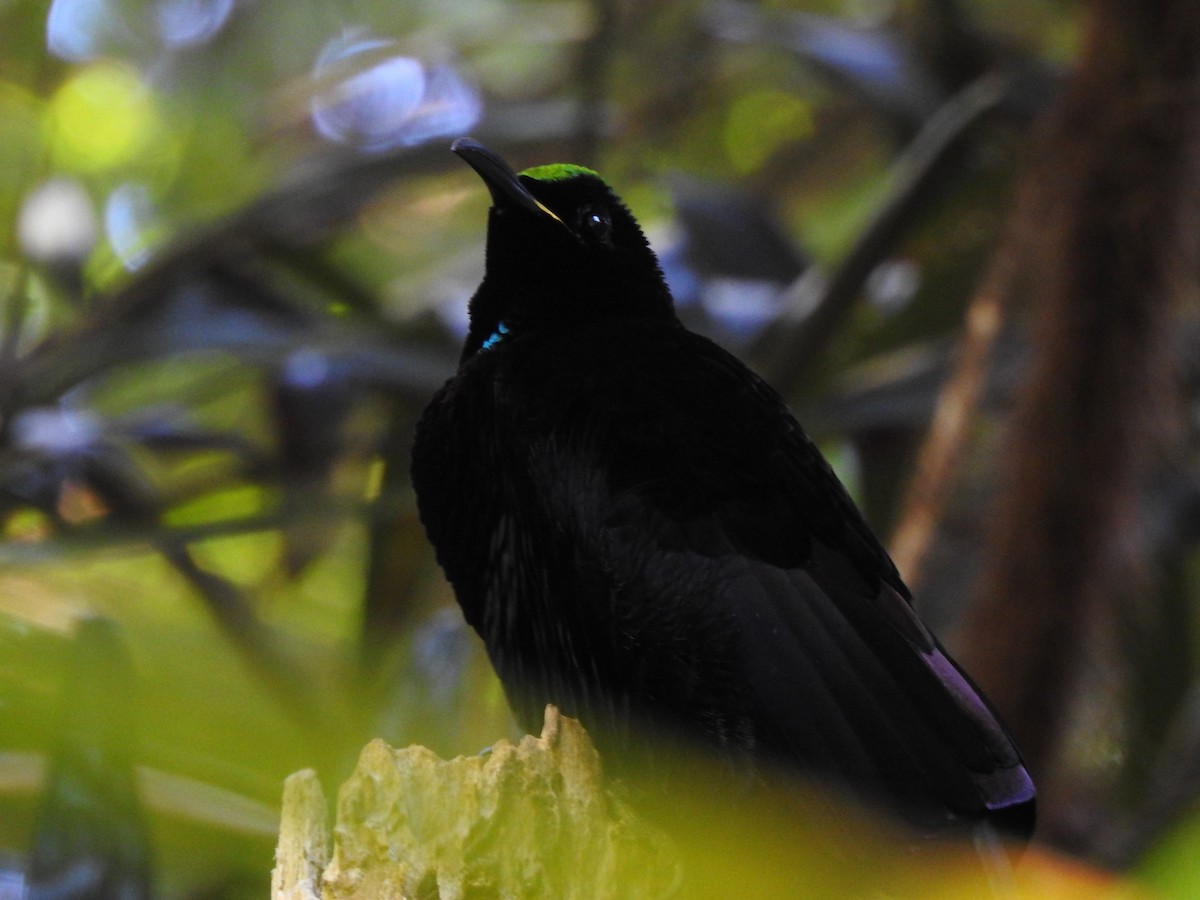 Victoria's Riflebird - ML356495171