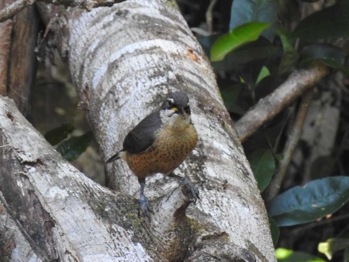 Victoria's Riflebird - ML356495221