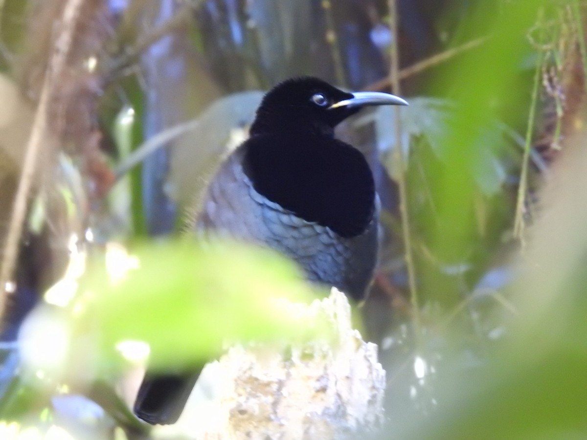 Victoria's Riflebird - ML356495421