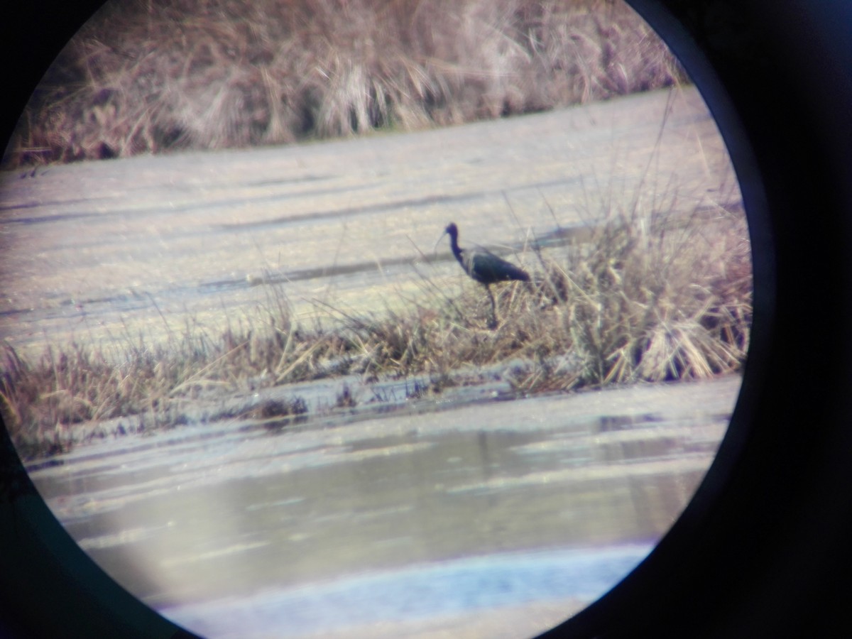 Glossy Ibis - ML356496191