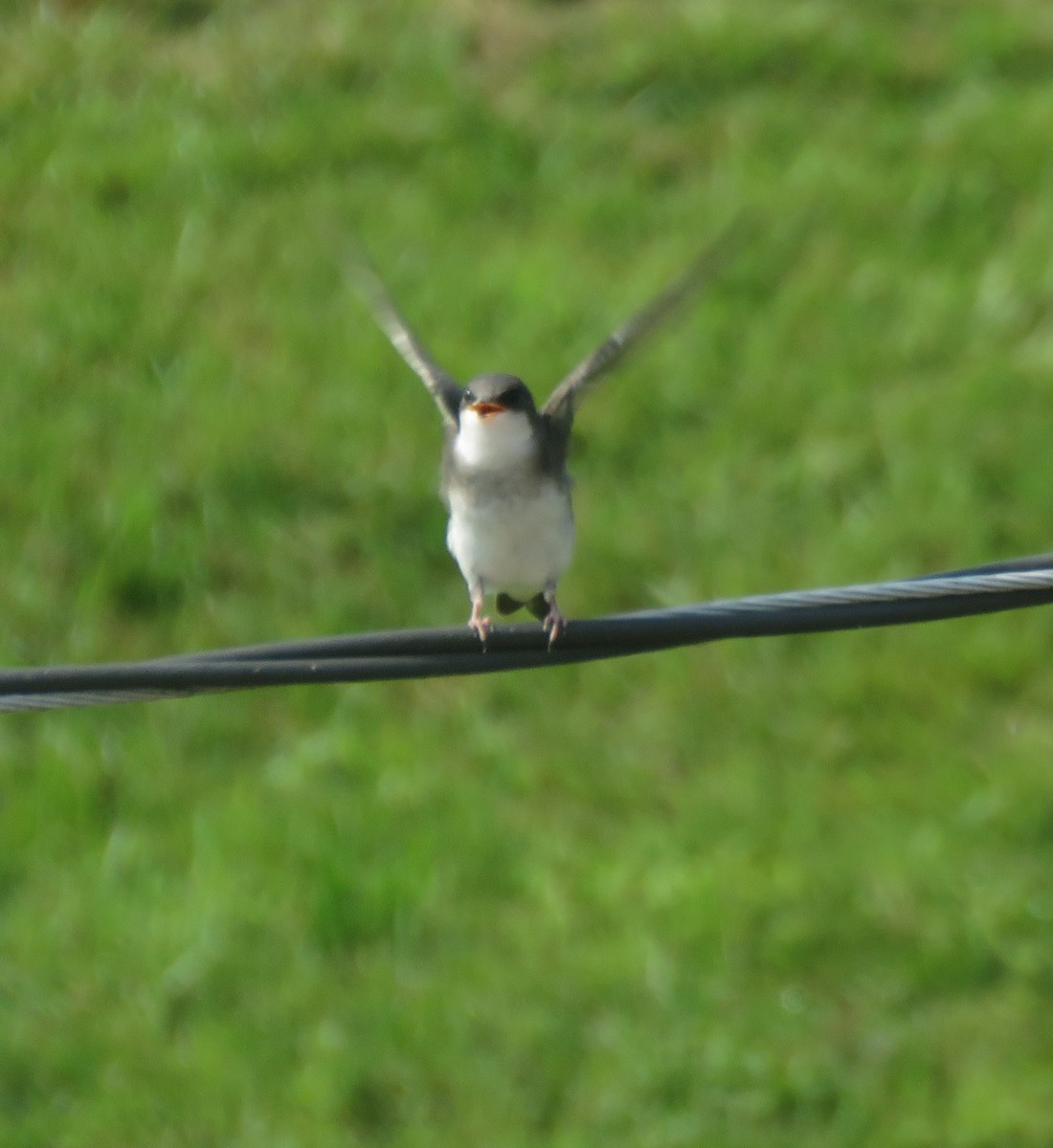 Tree Swallow - Jerry Griggs