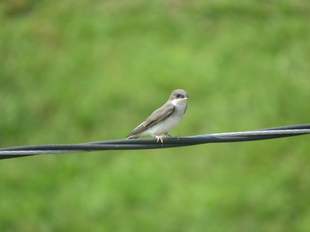 Tree Swallow - ML356496221