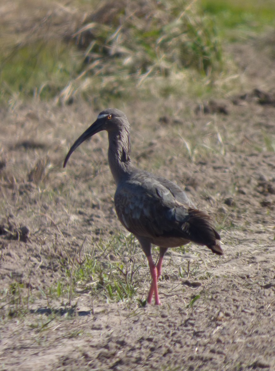 Plumbeous Ibis - ML356496301