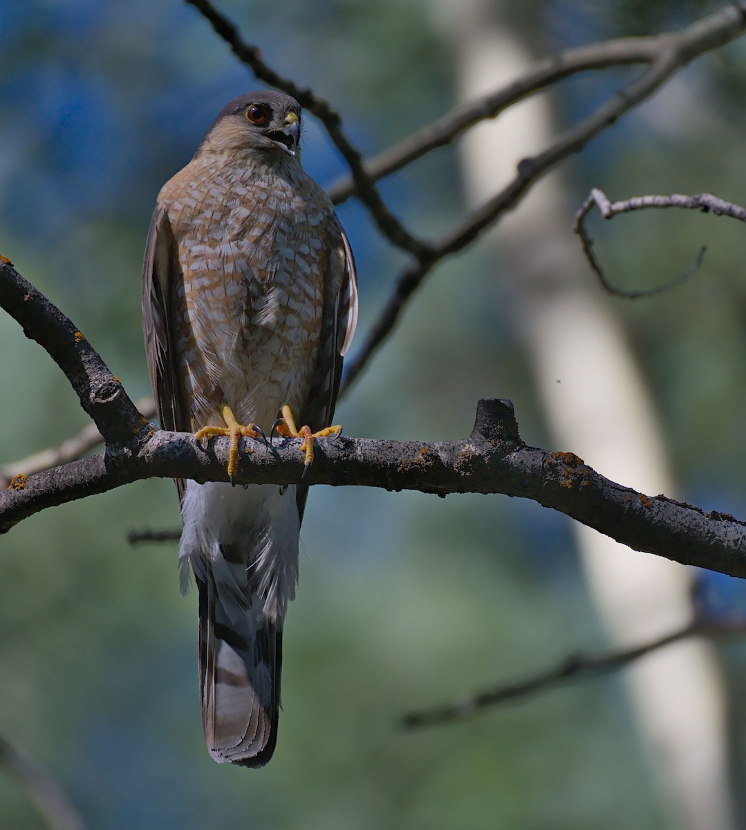 Sharp-shinned Hawk - ML356497881